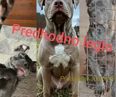 Exotic pit bull stenci na prodaju