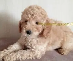 Patuljaste Pudle prodaja