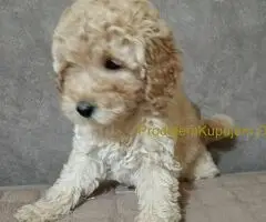 Patuljaste Pudle prodaja