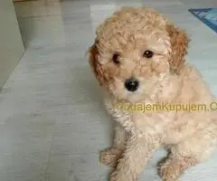 Patuljaste Pudle prodaja