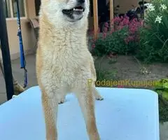 Šampionsko leglo Shiba inu