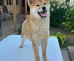 Šampionsko leglo Shiba inu