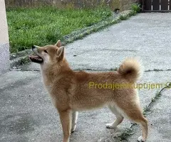 Šampionsko leglo Shiba inu