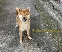 Šampionsko leglo Shiba inu