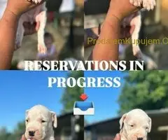 Dogo Argentino stenci