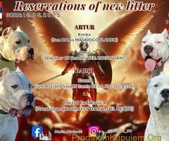 Dogo Argentino stenci