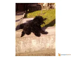 Pudlica - 3