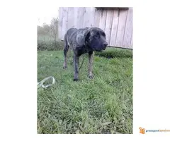 Stenci srpskog odbrambenog psa odlicne krvne linije - 2