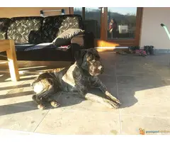 Stenci srpskog odbrambenog psa odlicne krvne linije - 3