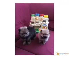 Na prodaju stenci Pomeranskog Spica BOO - 2