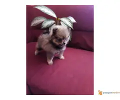 Na prodaju stenci Pomeranskog Spica BOO - 3