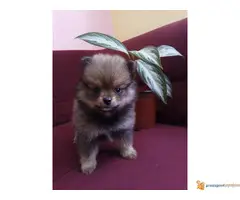 Na prodaju stenci Pomeranskog Spica BOO - 4