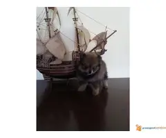 Na prodaju stenci Pomeranskog Spica BOO - 5