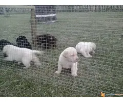 Labrador retriver - 2