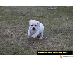 Labrador retriver - 3