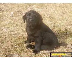 Labrador retriver - 4