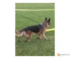 Nemacki ovcar slobodan za parenje