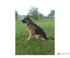 Nemacki ovcar slobodan za parenje