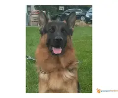 Nemacki ovcar slobodan za parenje