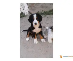 HITNO na prodaju zensko stene bernskog planinskog psa - 2