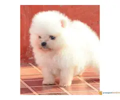 Pomeranski spic BOO