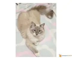 Sibirska Neva Masqerade