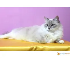 Sibirska Neva Masqerade