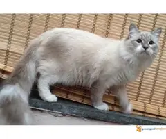 Sibirska Neva Masqerade