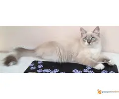 Sibirska Neva Masqerade