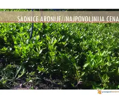 Sadnice Aronije (Aronia melanocarpa)