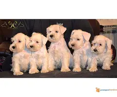 Patuljasti beli šnaucer štenad