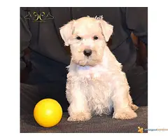 Patuljasti beli šnaucer štenad