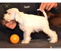 Patuljasti beli šnaucer štenad