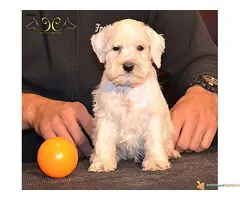 Patuljasti beli šnaucer štenad