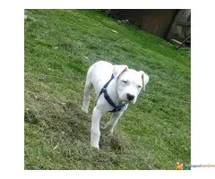 Dogo Argentino