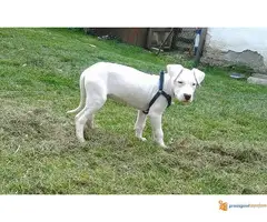 Dogo Argentino