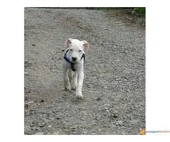 Dogo Argentino