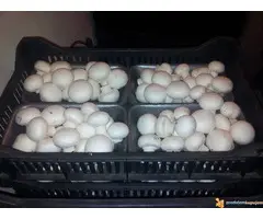 Micelijum seme pecuraka - 2