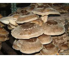 Micelijum seme pecuraka - 3