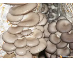 Micelijum seme pecuraka - 4