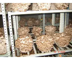 Micelijum seme pecuraka - 5