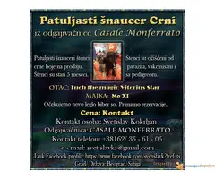 Patuljasti šnaucer Crni iz odgajivacnice Casale Monferrato