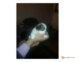 Na prodaju štenci si-cu - 3