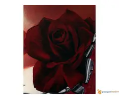 “The Fragrance of Rose” - 2