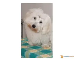 Coton de Tulear- kućni ljubimac