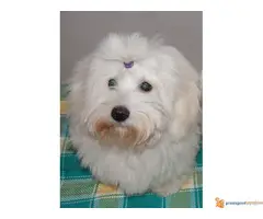 Coton de Tulear- kućni ljubimac
