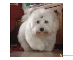 Coton de Tulear- kućni ljubimac
