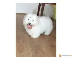 Coton de Tulear- kućni ljubimac