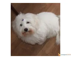 Coton de Tulear- kućni ljubimac