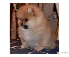 Pomeranski spic BOO - 2